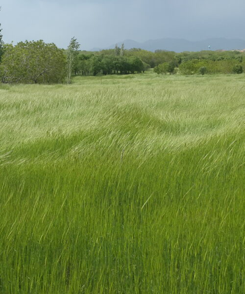 روستای مزلقان ساوه