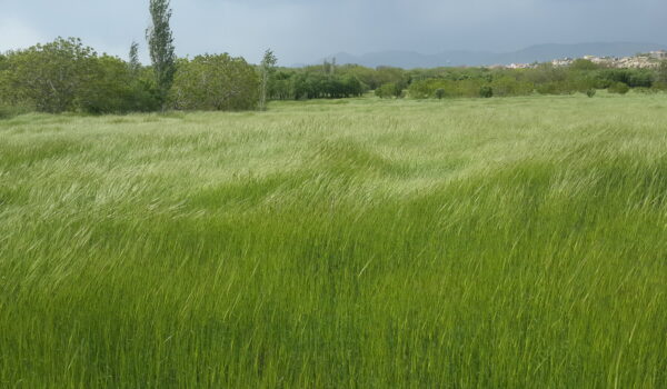 روستای مزلقان ساوه