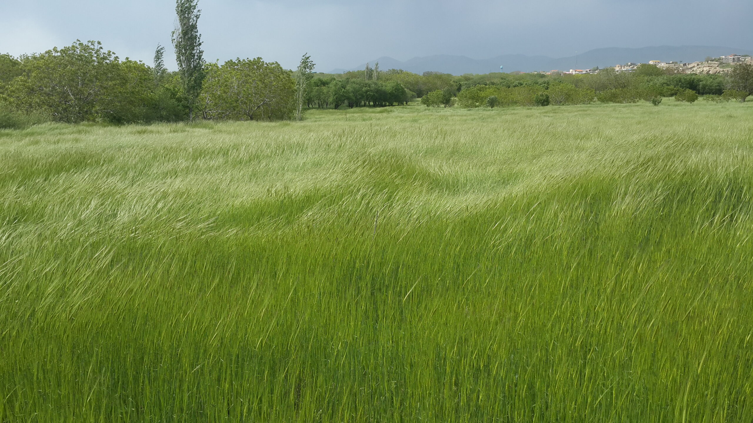 روستای مزلقان ساوه